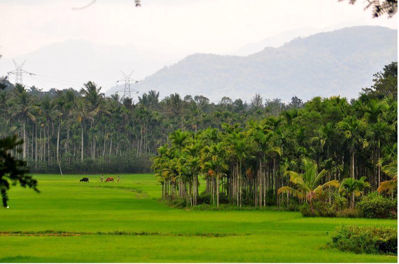 Wayanad Gate Resort Mananthavadi Kültér fotó